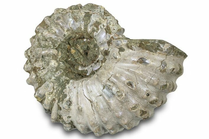 Bumpy Ammonite (Douvilleiceras) Fossil - Madagascar #308932